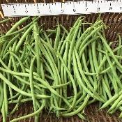 Maxibel Haricot Vert (bush) Thin French beans, sweet and tender.