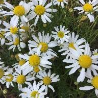 Annual Herbs Chamomile This plant has fern like green foliage and