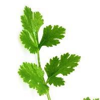 Cilantro Use the leaves in a multitude of dishes- Indian, Mexican,