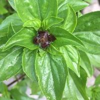 When the plant flower, it sends up beautiful purple spikes Lime Basil