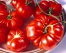 Costoluto Genovese AP I 78 R Italian, heat-loving, heirloom tomato.