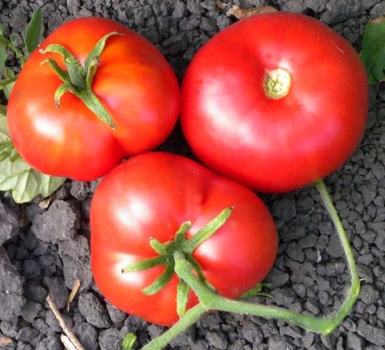 Moonglow is considered, by many tomato lovers, the tomato with the best texture and flavor of any yellow-gold tomato. Long shelf-life and delicious taste.