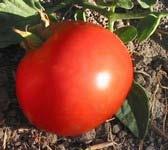 , bright-red, round, juicy fruit that is surprisingly flavorful for a cooler ripening variety. I recommend this for those who just can t wait!