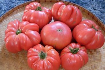 Tiffen Mennonite SL I 85 P Tiffen has many similarities to the more famous Brandywine potato-leaf foliage, pink skin, and rich, rich old-fashioned tomato taste that has twice