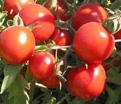 Amy s Sugar Gem CH/CA/ SA I 71 R A sweet flavored cherry with tiny light gold sparkles in the red skin. This plant produces HUGE crops of 2 oz.