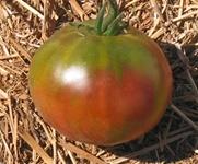 A perfect choice as a snacking tomato, salad tomato or for tomato sauces. Sweet! "Candy-on-thevine," not to be missed! Ananas Noir SA/CA I 80 B A.K.A. Black Pineapple tomato.