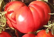 Tomato Name : Bush Steak Caspian Pink Country Taste Delicious Type : Determinate
