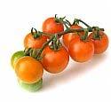 Sun Gold Sun Gold tomato plants have proven themselves to be the best flavored small tomato with the