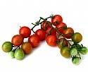 Sweet Million Tomato Sweet Million Cherry tomato plants produce large quantities of 1 inch diameter dark