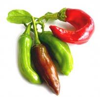 Jalapeno Hot but not too hot, Jalapeno peppers start green and get milder and bright red as
