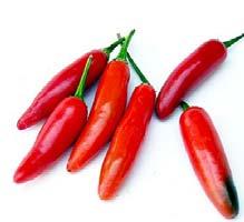 Serrano Pepper The Serrano Chile pepper is a very hot chili with 5000 Scoville units, this one