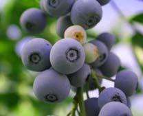 Fruits, Olives & Berries : Southern Rabbiteye Blueberries set of 2 Available to ship: Feb 13, 2017- May 27, 2015 These