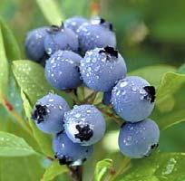 95 Southern Blueberries High Bush set of 2 Available to ship: Feb 13, 2017- May 27, 2015 this is a set of two Southern