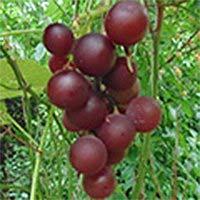 95 Organic Grape Vine Moored Certified Organically grown Large, dark-red skinned, seeded American variety is vigorous,