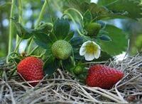 Organic Strawberries - 4 pack pots Organic everbearing strawberry plants are excellent for fresh