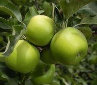 95 Organic Apple trees- Golden Delicious Grow apple trees in your backyard orchard!