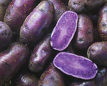 Seed Potatoes - Purple Peruvian Fingerlings Purple all the way through, these small to medium fingerling tubers have many eyes and are