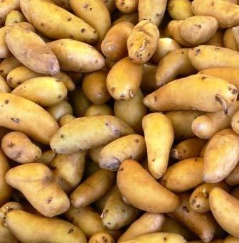 ) Seed Potatoes Banana Fingerling Yellow skinned, finger-sized tubers set the standard for fingerling flavor.