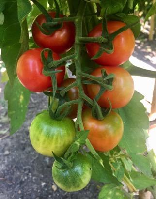 Cage Grows in Gorgeous Clusters 70-80 Days Black Cherry Red Cherry Rich and Delicious Cherry Tomato Beautiful Purple-Black Coloring