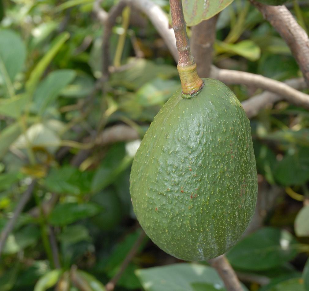 Avocado Persea americana Knowing when to harvest avocados has plagued Hawai i growers for more than a century.
