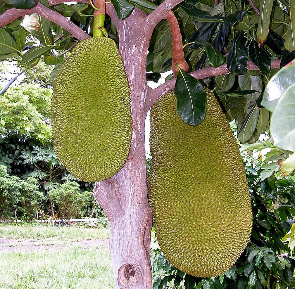 Sometimes a hollow sound will be apparent when the fruit is lightly tapped, which is a sign of approaching maturity but not always an indication of ripeness.