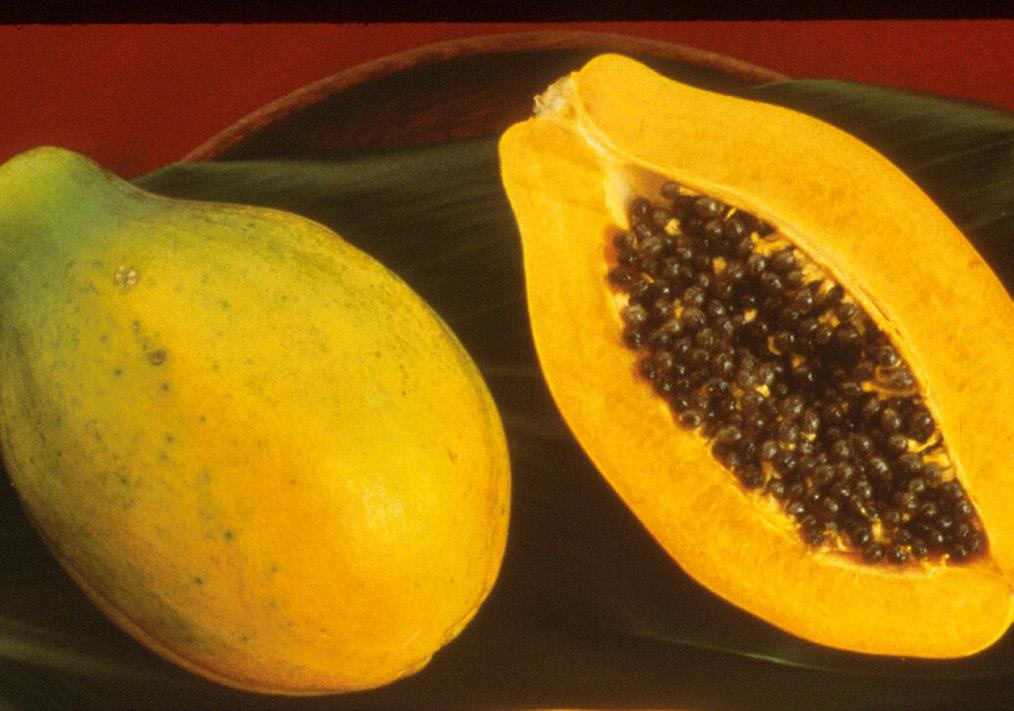 Mountain apple, Syzygium malaccense papaya Papaya, Carica papaya transported long distances or exported are harvested at color break to one-quarter ripe, depending upon the cultivar s ripening