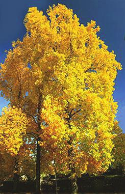 large shade tree height at maturity: 70-90 feet spread at maturity: 35-50 feet growth rate: fast light requirement: full/partial sun soil: moist
