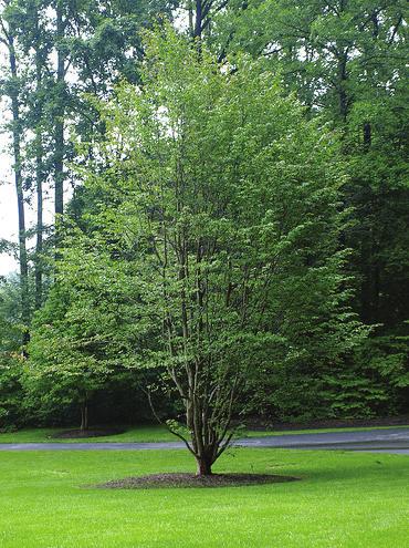 small shade tree height at maturity: 20-40 feet spread at maturity: 20-30 feet growth rate: medium soil: average, slightly acidic, medium moisture, well-drained soil