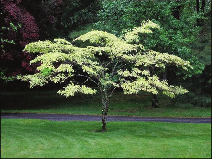 small flowering tree height at maturity: 15-25 feet spread at maturity: 15-20 feet growth rate: medium /light shade characteristics: dark