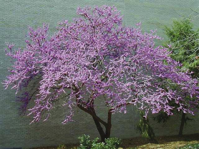 small flowering tree height at maturity: 20-30 feet spread at maturity: 25-35 feet growth rate: fast light requirement: full/partial