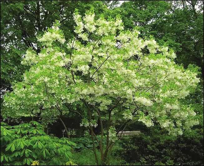 small flowering tree height at maturity: 12-20 feet spread at maturity: 12-20 feet growth rate: slow light requirement: full/partial sun