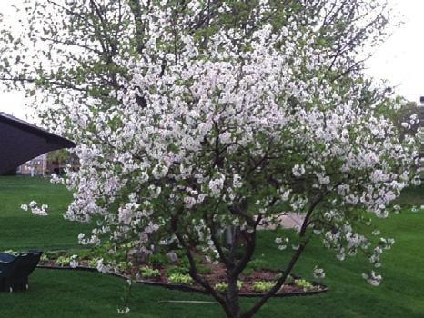 fruit tree height at maturity: 15-20 feet spread at maturity: 15-20 feet growth rate: medium soil: well-drained loamy soil characteristics: