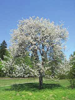 fruit tree height at maturity: 15-30 feet spread at maturity: 15-30 feet growth rate: medium characteristics: