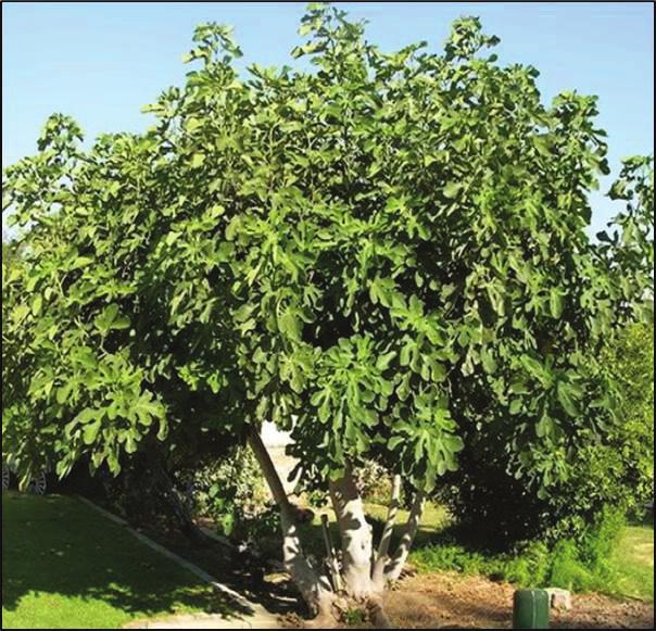 fruit tree height at maturity: 20 feet spread at maturity: 20 feet growth rate: medium light requirement: full/partial sun