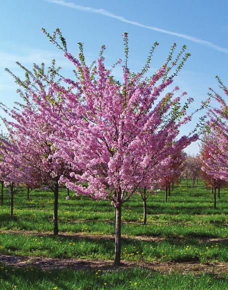 fruit tree height at maturity: 15-25 feet spread at maturity: 15-25 feet growth rate: medium characteristics: