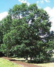 large shade tree height at maturity: 50-60 feet spread at maturity: 50-60 feet growth rate: slow-medium soil: moist, acidic soil; good for wet areas characteristics: