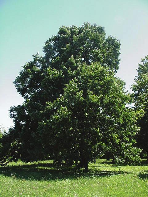 fruit tree height at maturity: 35-60 feet spread at maturity: 25-35 feet growth rate: slow light requirement: full/partial sun soil: dry to medium, well-drained soil