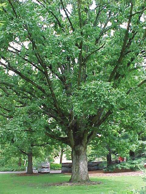 large shade tree height at maturity: 50-80 feet spread at maturity: 50-80 feet growth rate: slow-medium characteristics: