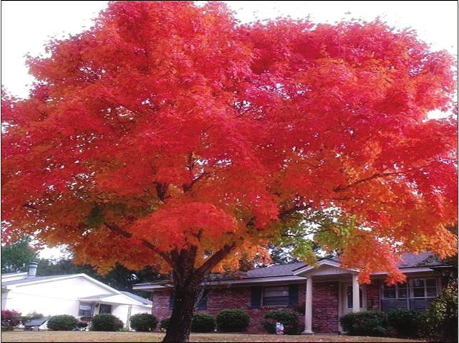 large shade tree height at maturity: 40-50 feet spread at maturity: 30-40 feet growth rate: medium-fast light requirement: