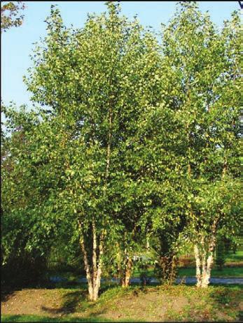 large shade tree height at maturity: 40-70 feet spread at maturity: 40-60 feet growth rate: fast light requirement: full/partial sun soil: