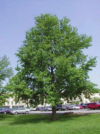 large shade tree height at maturity: 60-70 feet spread at maturity: 20-30 feet growth rate: medium characteristics: good disease resistance; does not