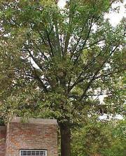 large shade tree height at maturity: 50-70 feet spread at maturity: 40-60 feet growth rate: medium-fast soil: average, medium to wet, acidic soils characteristics: