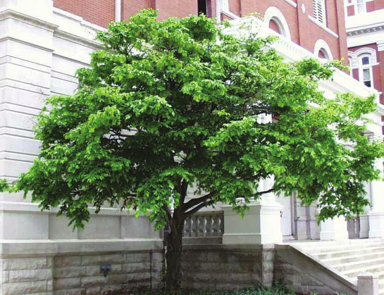 small shade tree height at maturity: 20-30 feet spread at maturity: 20-30 feet growth rate: slow light requirement: full/partial shade soil: moist, rich soil