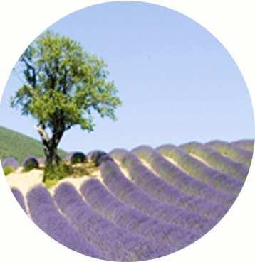 Lavender secrets Duration: 2 days / 1 night Availability: around June 15 th to July 15 th 2017 People: 20 to 55 people Around 210 km In the middle of June, Provence dresses with wonderful lavender