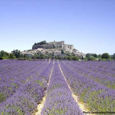 1 st day Cultivation Enjoy walking guided tour in lavender fields and Provençal landscapes, Discovery of a Lavender farm and participate to the harvesting of the lavender, Dinner and overnight,