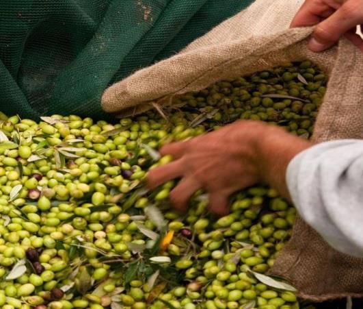 OLIVE HARVESTING Experience first-hand one of Messinia s most enduring agricultural