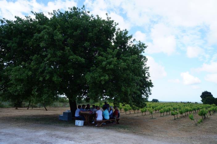 Share in the local knowledge, experience a private tour to the Navarino Vineyards, learn and participate in the grape