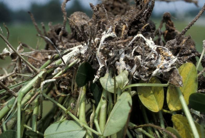 July 15 to harvest Stem rot Sclerotia Stem, peg, and pod rot often is most
