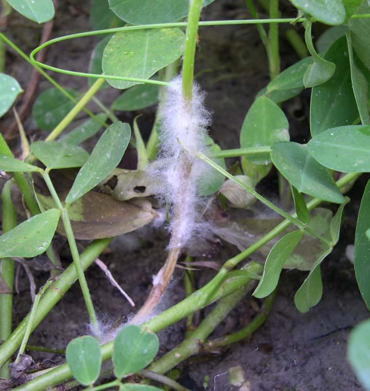 July 15 to harvest Sclerotinia blight