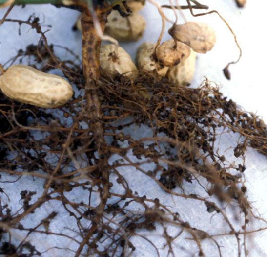 August 1 to harvest Root-knot nematodes Peanut root knot nematode (rare).